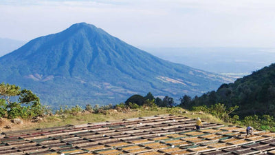Los Pirineos - El Salvador Coffee Farm